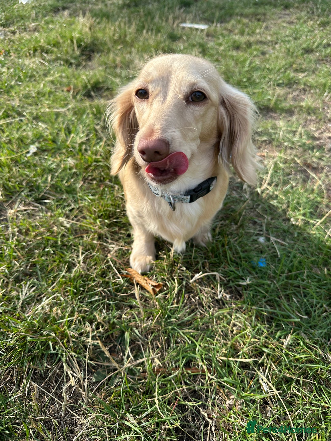 Miniature Dachshund dogs for sale: Top quality long haired miniature dachshunds  - Image 4