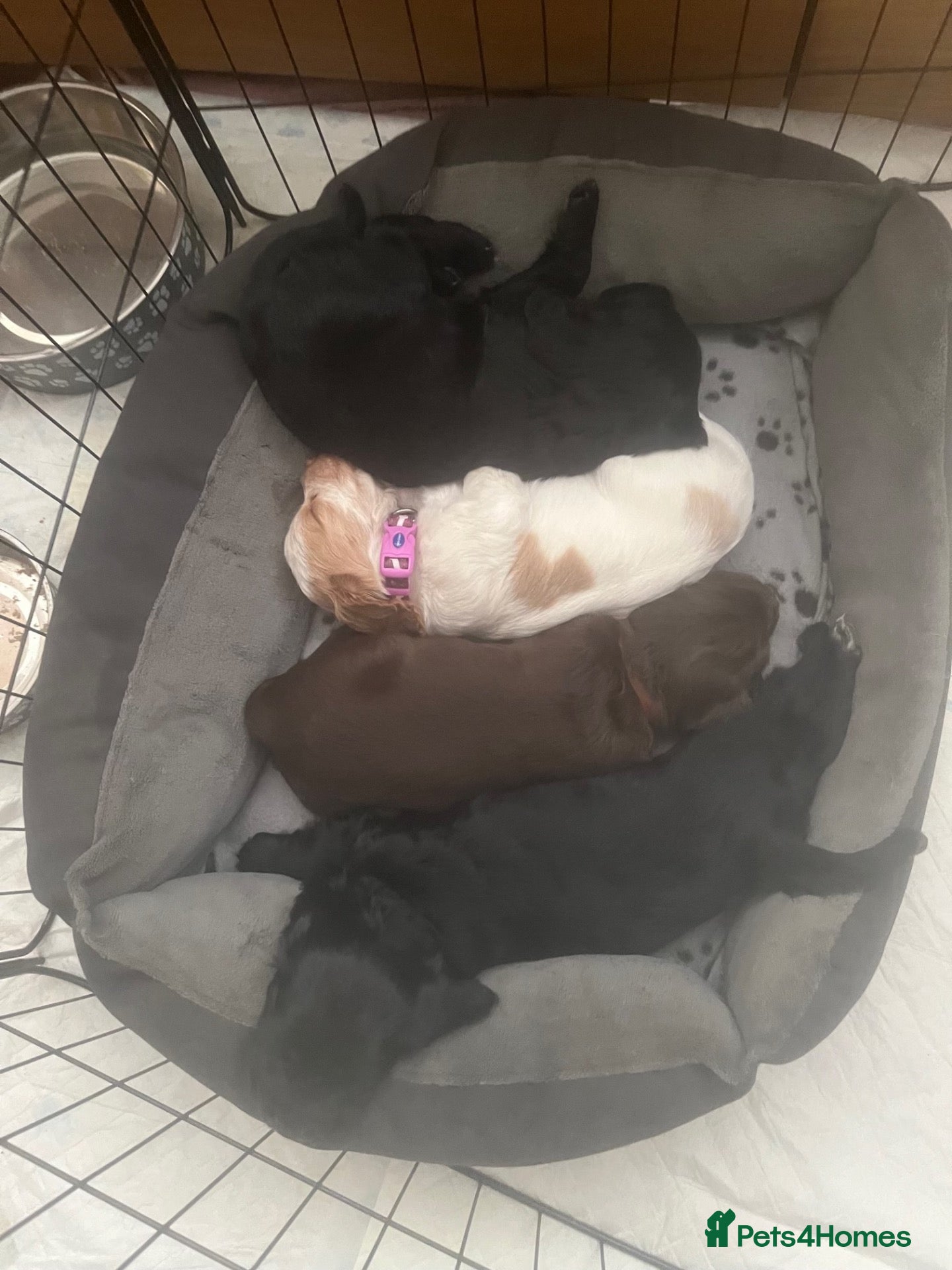 Cocker Spaniel dogs Working Cocker spaniel puppies - Advert 1