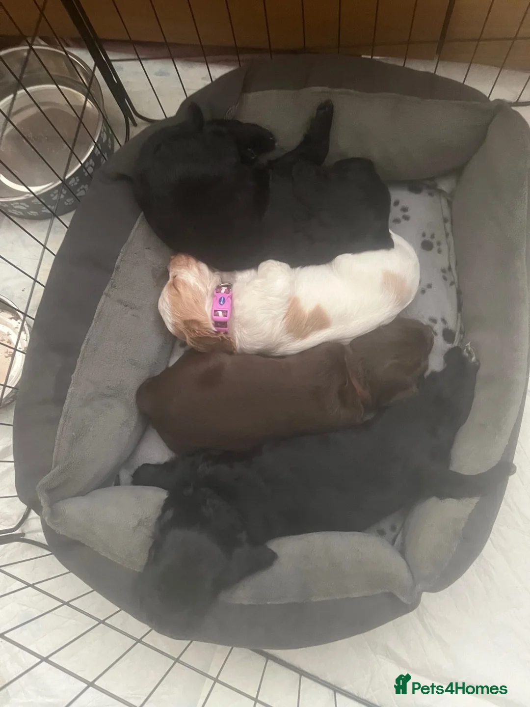 Cocker Spaniel dogs for sale: Working Cocker spaniel puppies - Advert 8