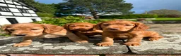 Cocker Spaniel dogs for sale: Pure Bred Red Cocker Spaniel Pups in Leominster - Advert 8
