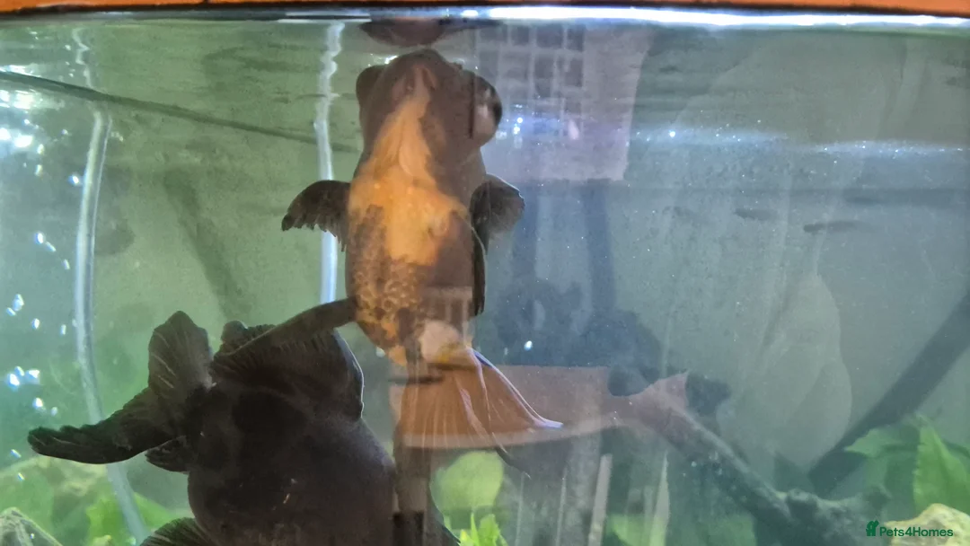 Fancy Goldfish fish for sale: Proven Breeding Pair of Black Moors - Advert 3