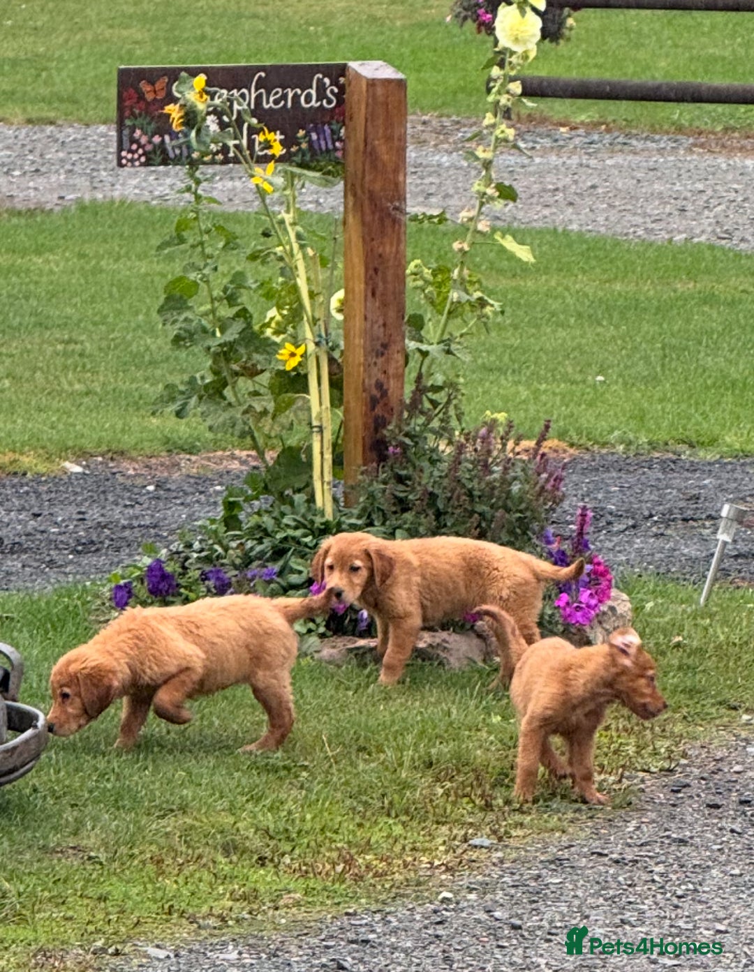 Golden Retriever dogs for sale: Dark fox red KC golden retriever puppies - Image 25