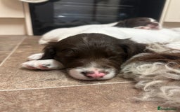 English Springer Spaniel dogs for sale: KC SPRINGER SPANIELS  - Image 9