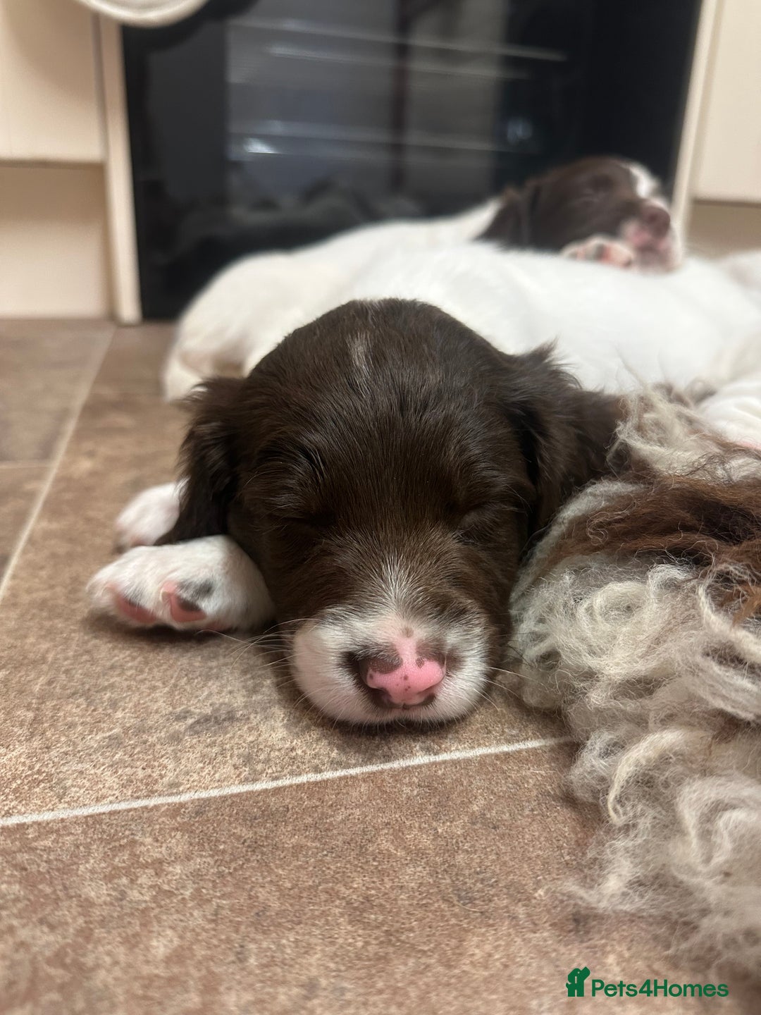 English Springer Spaniel dogs for sale: KC SPRINGER SPANIELS  - Image 9