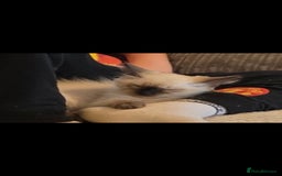 Ragdoll cats for sale: Male Ragdoll Kitten - Image 7