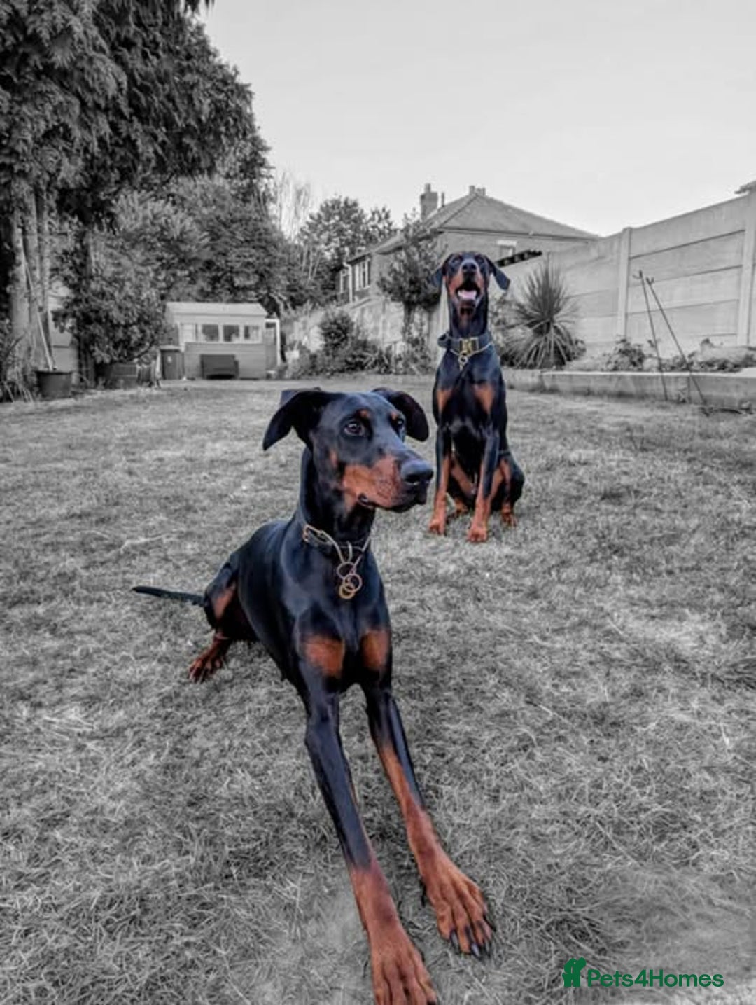 Dobermann dogs for sale: #ShadowdairDobermans #Pregnancy#DobermanLove - Image 3