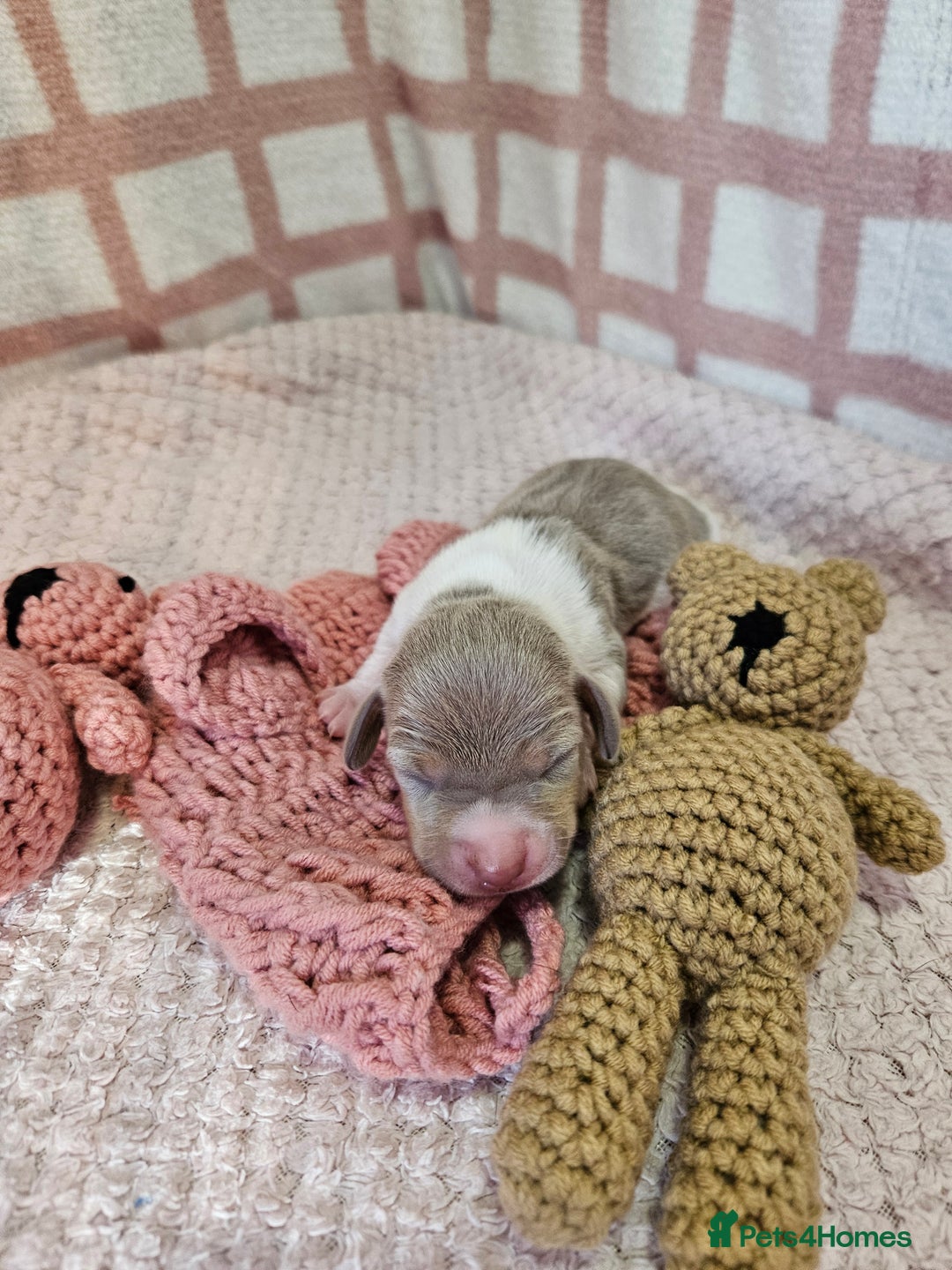 Miniature Dachshund dogs for sale: Stunning KC miniaturedachshunds KC - Advert 12