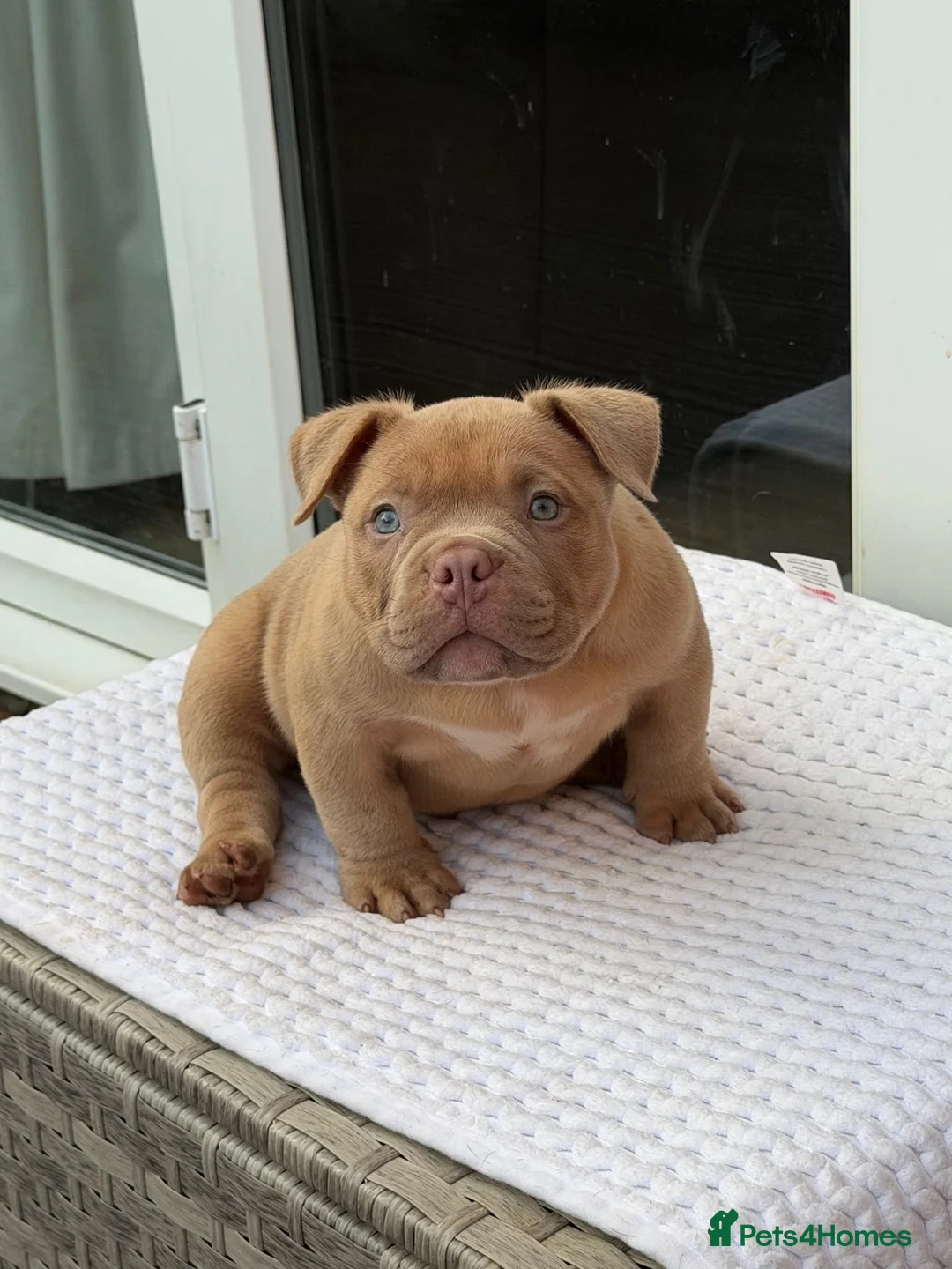 American Bully dogs for sale: American micro bully in Egham - Advert 6