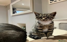 Mixed Breed cats for sale: Sweet natured kittens ready to go - Advert 10