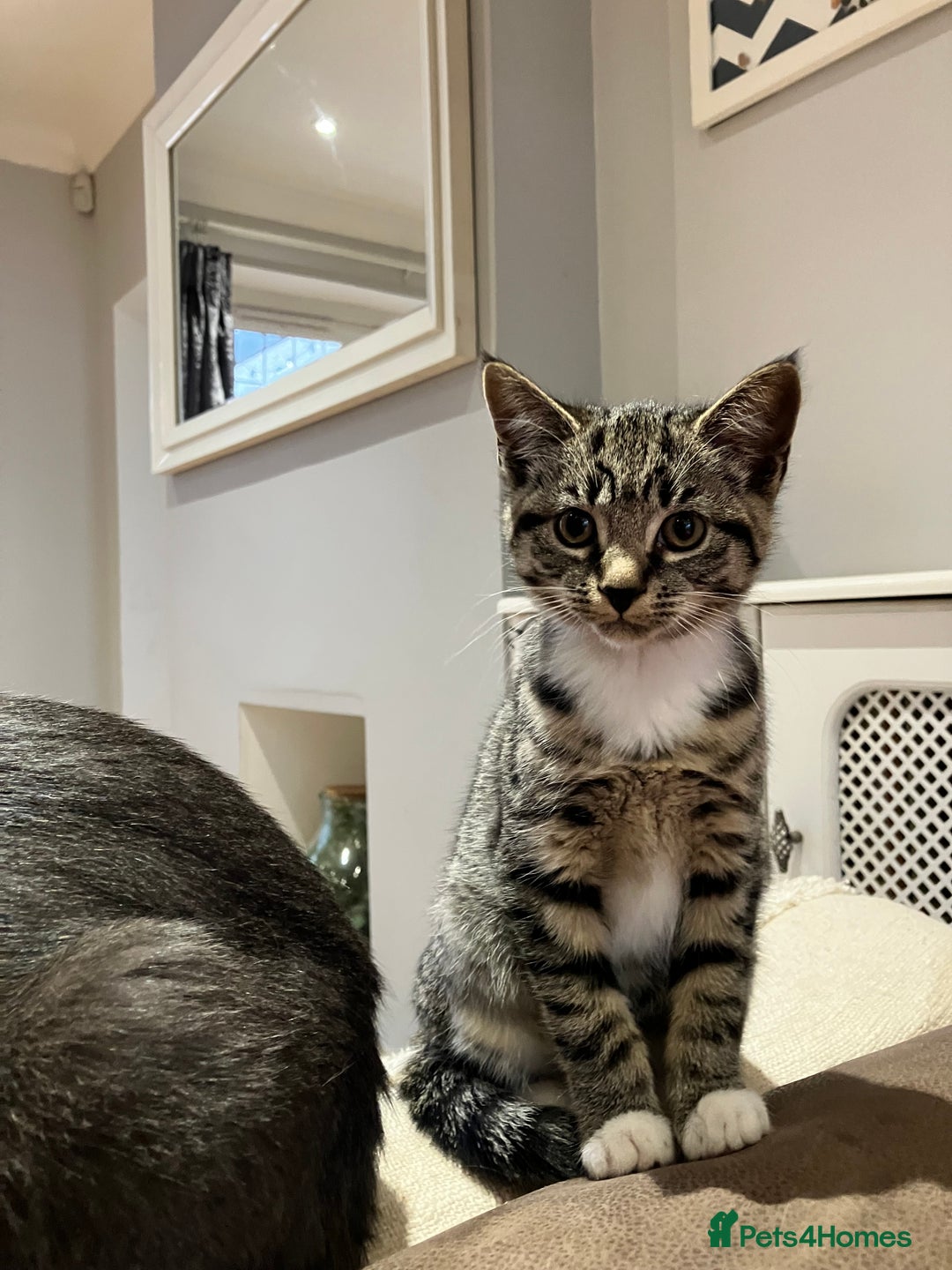 Mixed Breed cats for sale: Sweet natured kittens ready to go - Advert 10