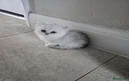 Persian cats for sale: Pure breed doll face persian chinchilla  - Advert 4