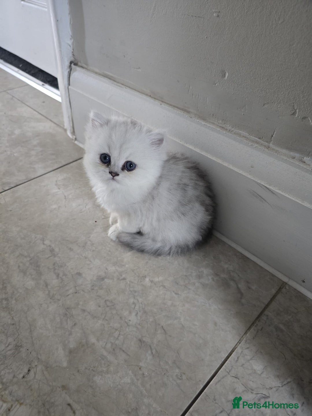 Persian cats for sale: Pure breed doll face persian chinchilla  - Advert 4