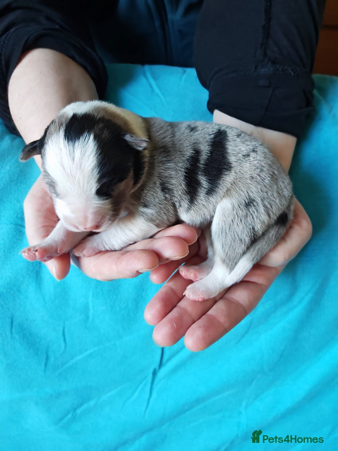 Border Collie dogs for sale: KC registered border collie puppies  - Advert 23