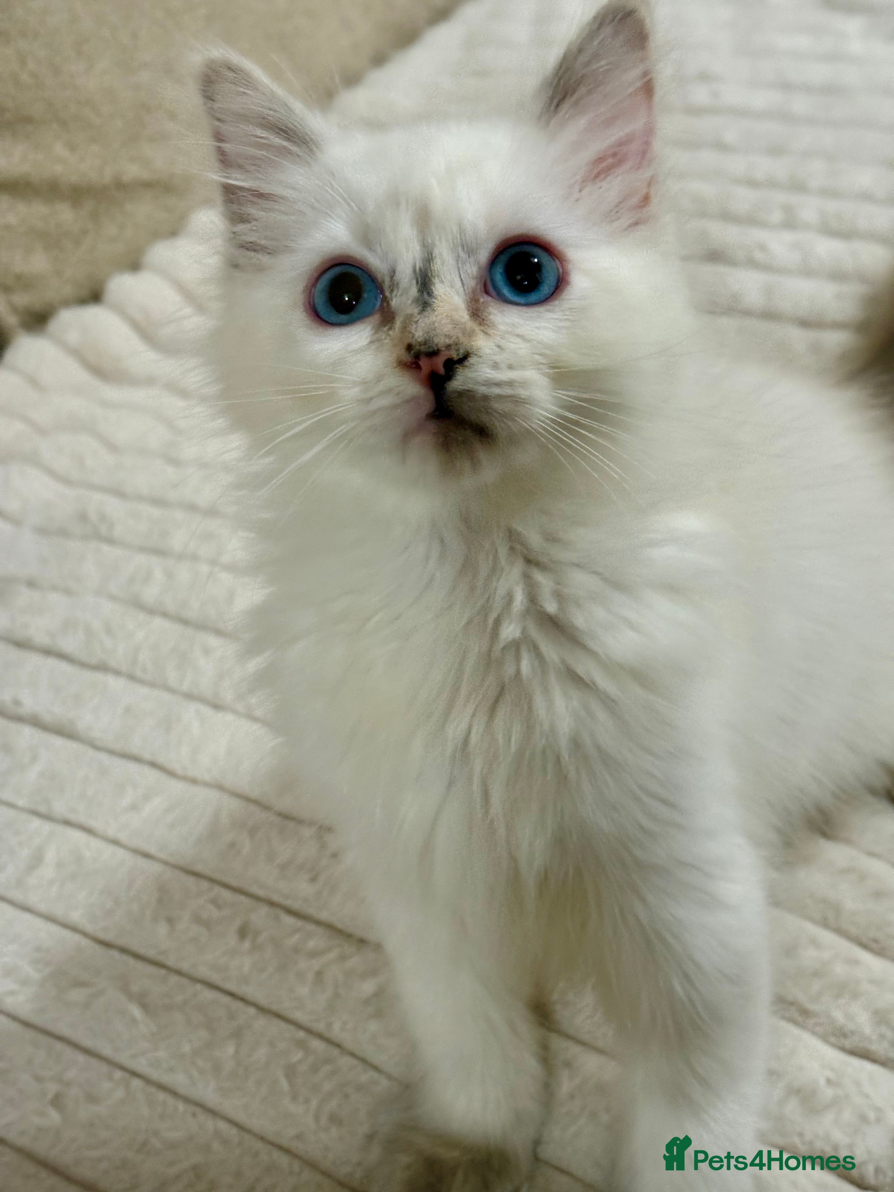 Ragdoll cats GCCF Non Active Gorgeous Ragdoll Kittens - Advert 1