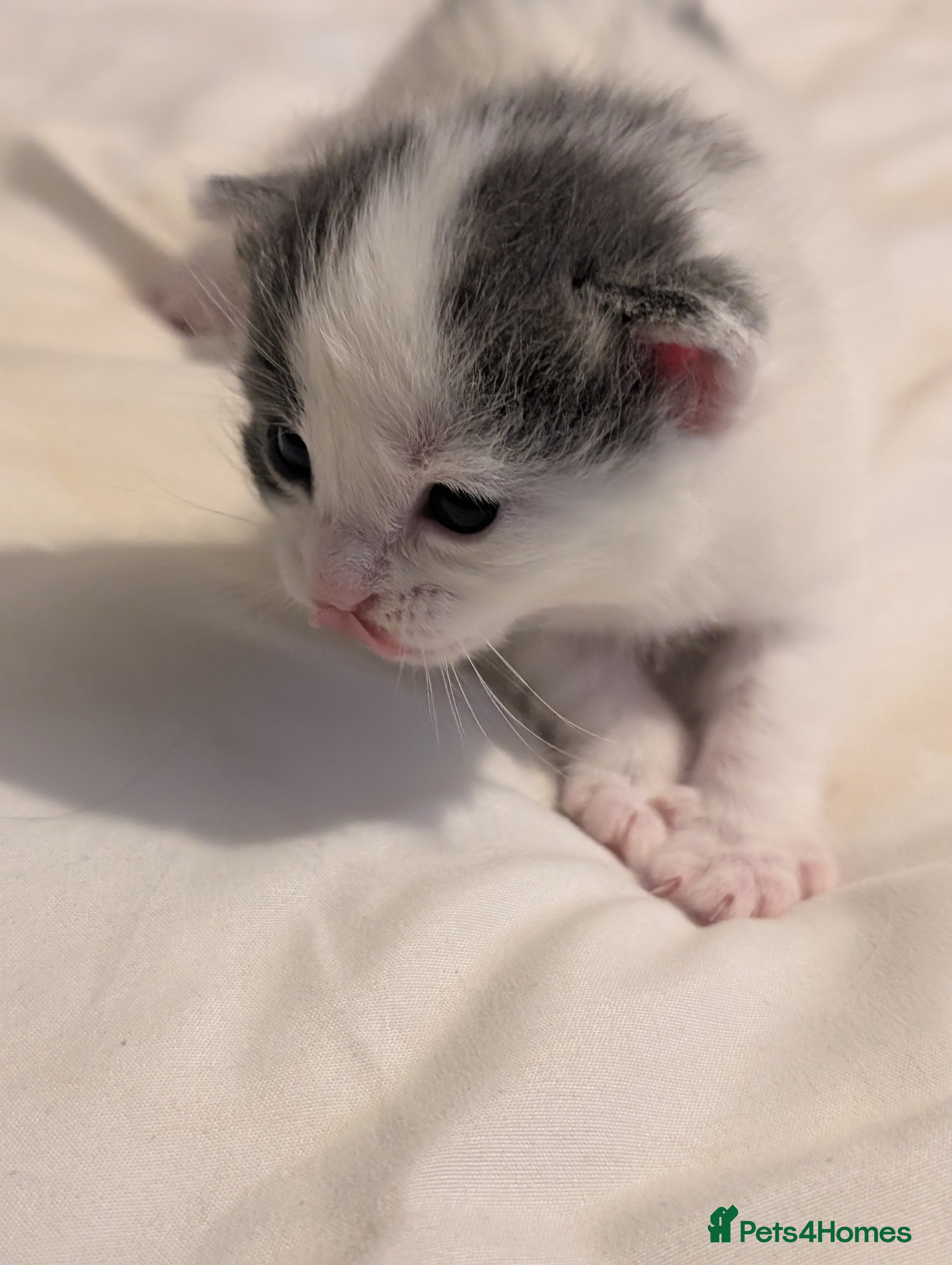 Domestic Shorthair cats for sale: 🖤 LAST KITTEN REMAINING – Midnight 🖤 - Advert 33