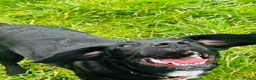 Springador dogs for sale:  Milo 🐾 8 months old  in ELY - Advert 8