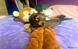 Dachshund dogs for sale: Last one beautiful long-haired dachshunds girl 😍 - Image 28