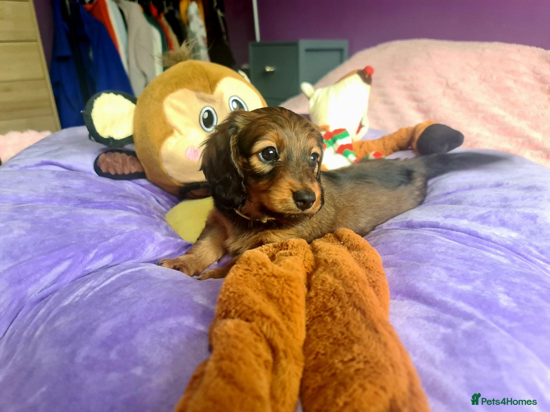 Dachshund dogs for sale: Last one beautiful long-haired dachshunds girl 😍 - Image 28
