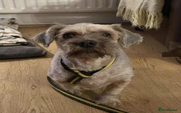 Shih Tzu dogs for adoption: Arlo - Fakenham Norfolk  - Image 4