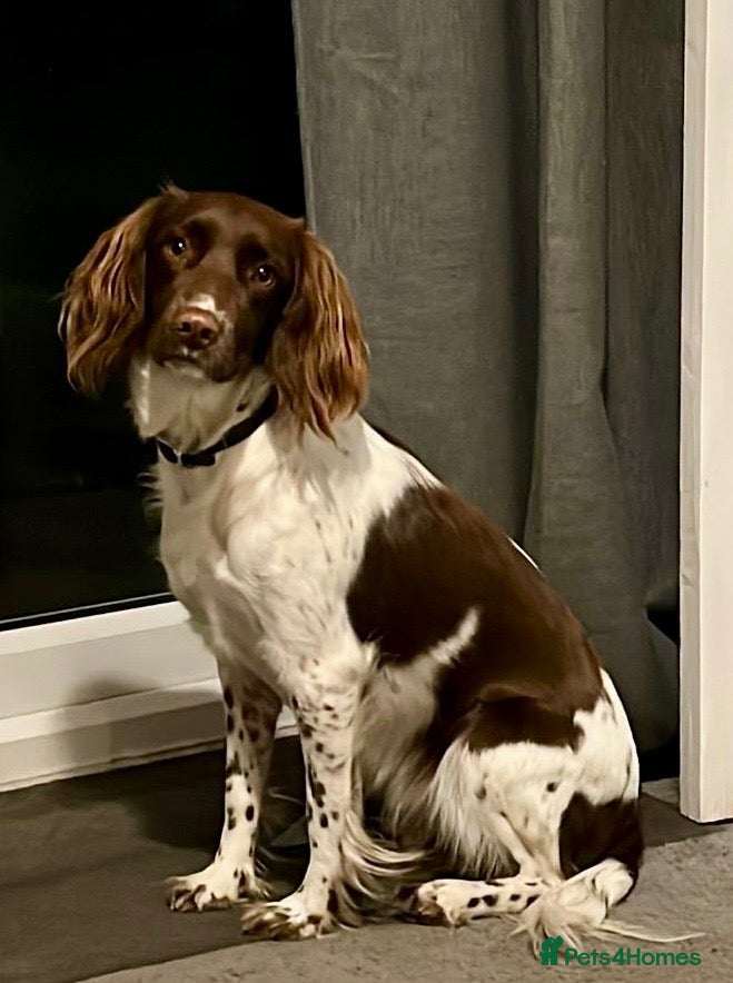 English Springer Spaniel dogs English springer spaniel litter  - Advert 1