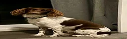English Springer Spaniel dogs for sale: English springer spaniel litter  - Advert 1