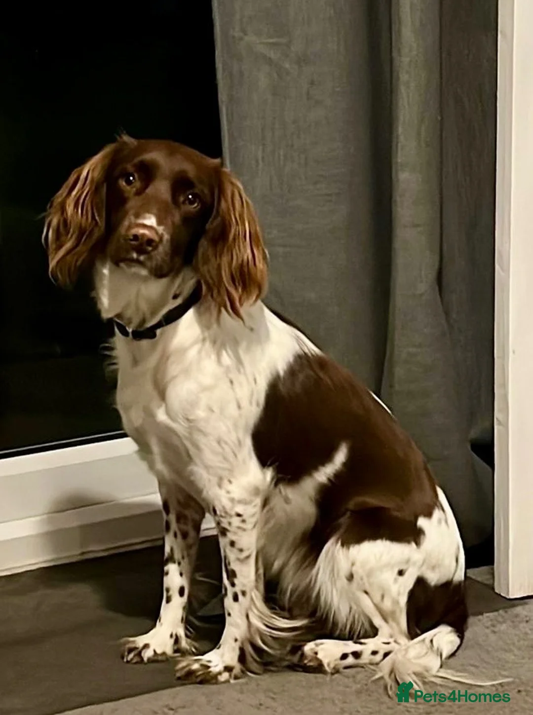 English Springer Spaniel dogs for sale: English springer spaniel litter  - Advert 1