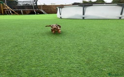Miniature Dachshund dogs for sale: Beautiful miniature Dachshund puppies  - Image 6