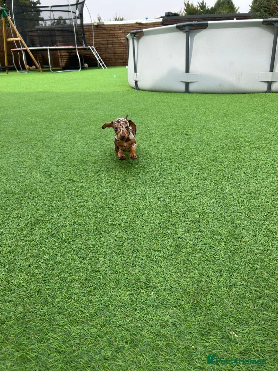 Miniature Dachshund dogs for sale: Beautiful miniature Dachshund puppies  - Image 6