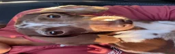 Miniature Dachshund dogs for sale: Miniature dapple dachshund in Cranleigh - Advert 1