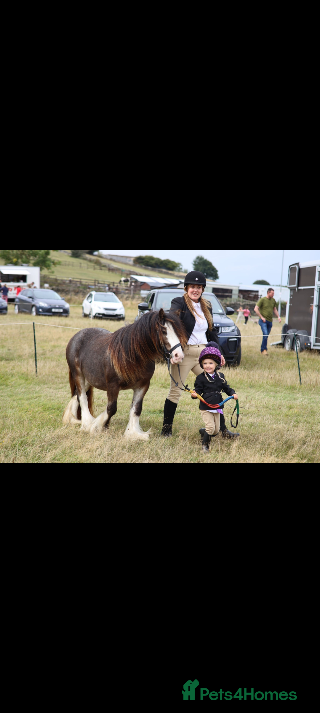 Irish Cob horses for sale: Knox 11.1 mini cob gelding  - Advert 3