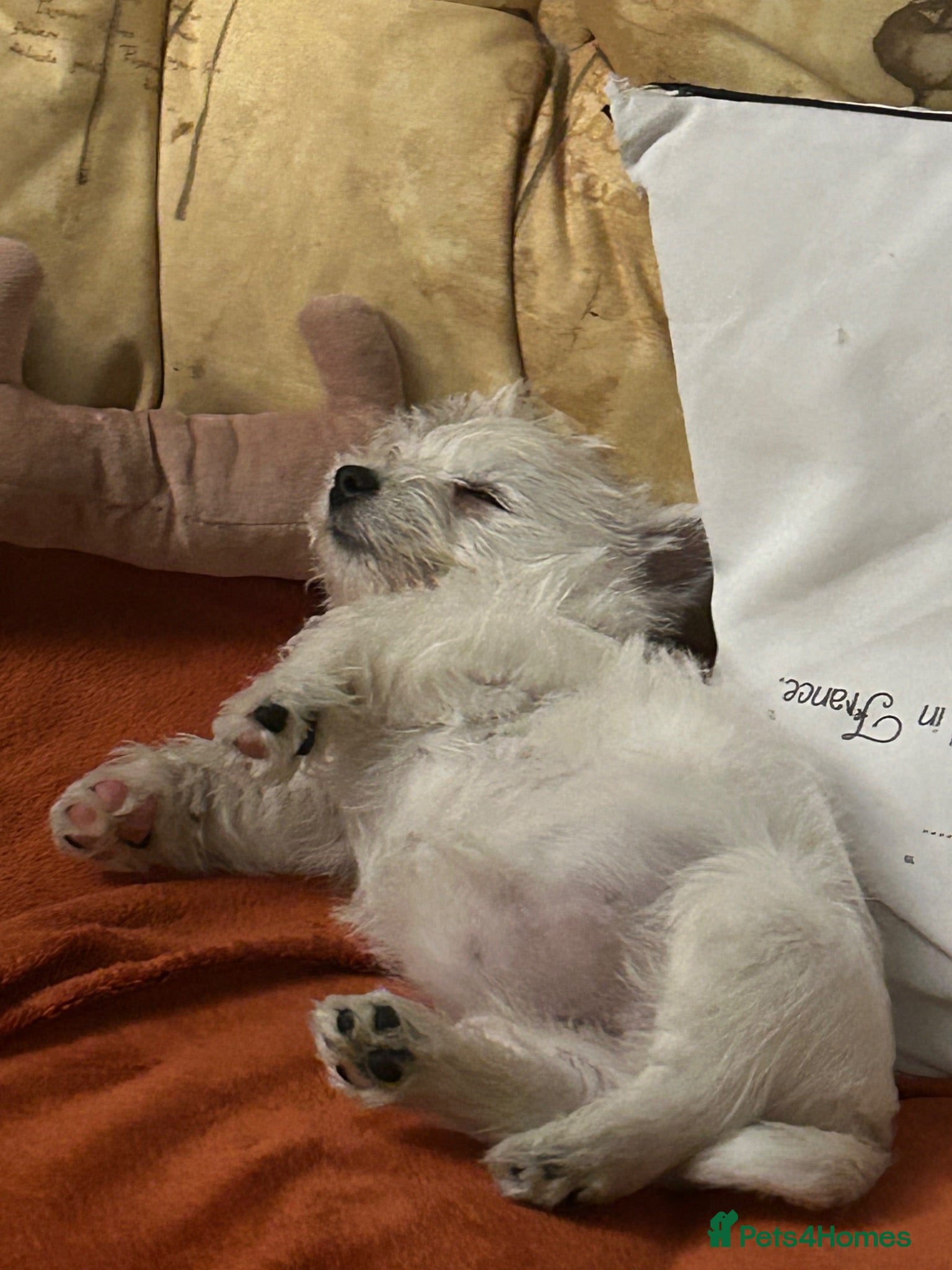 West Highland Terrier dogs Beautiful litter - Advert 1