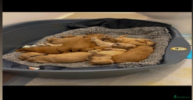Mixed Breed dogs - Advert 4