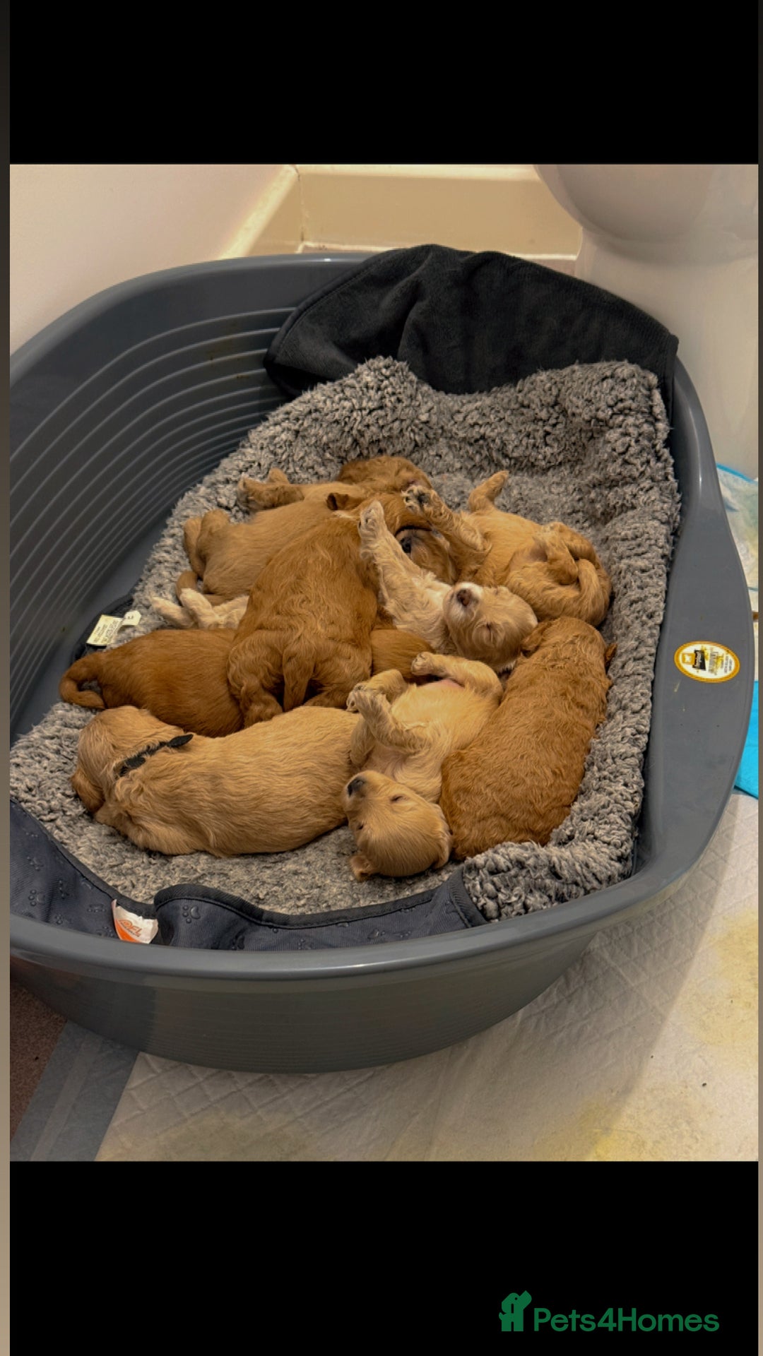 Mixed Breed dogs for sale: Toy Maltipoo X Miniature Labradoodle Puppies - Image 3