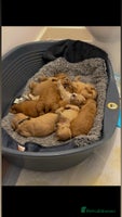 Mixed Breed dogs - Advert 2
