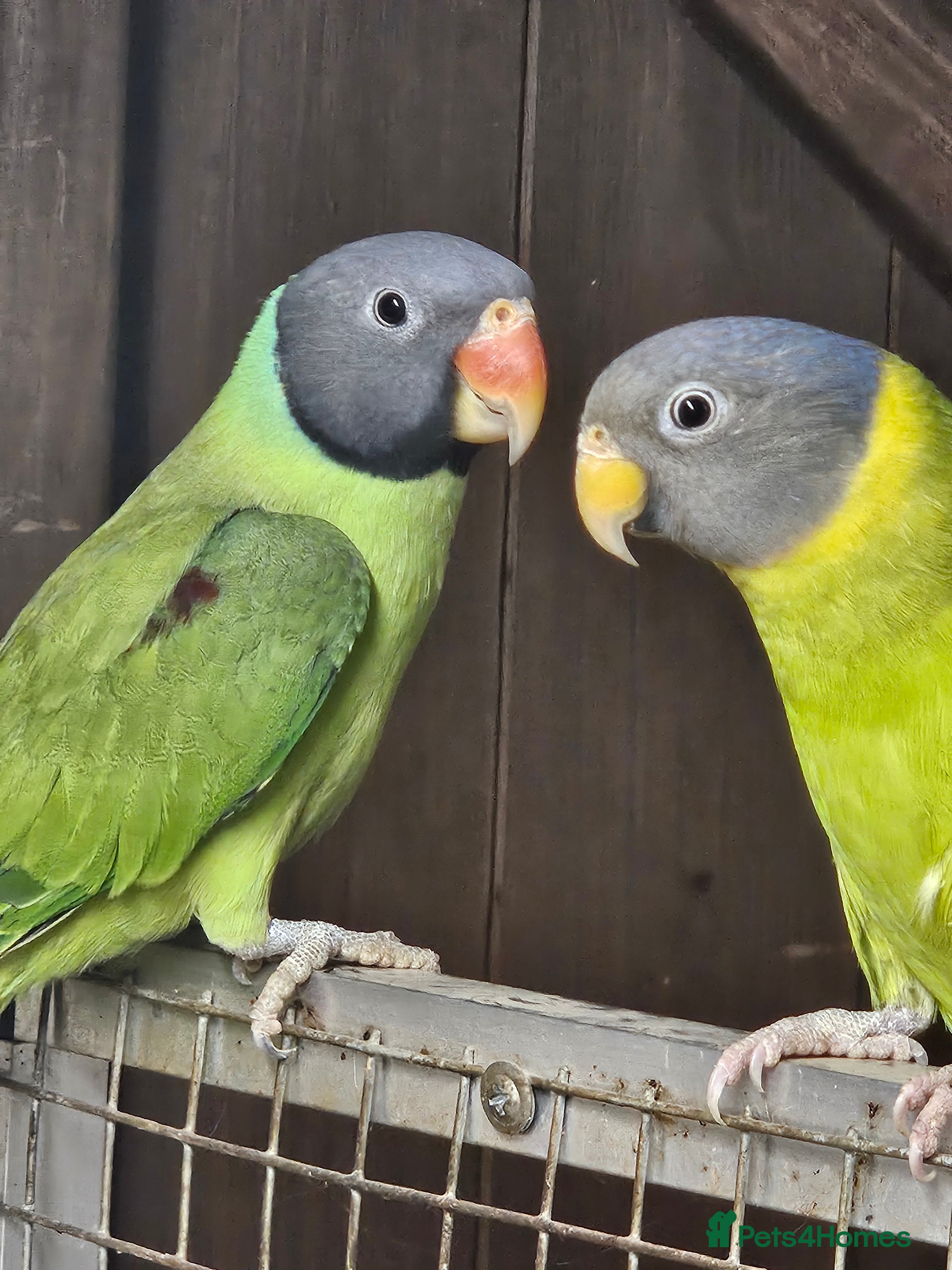 Mixed Breed birds 2 x parakeets - Advert 8