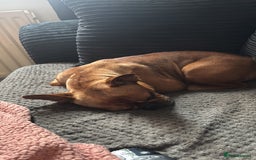 French Bulldog dogs for sale: lupo the french bulldog  - Advert 6