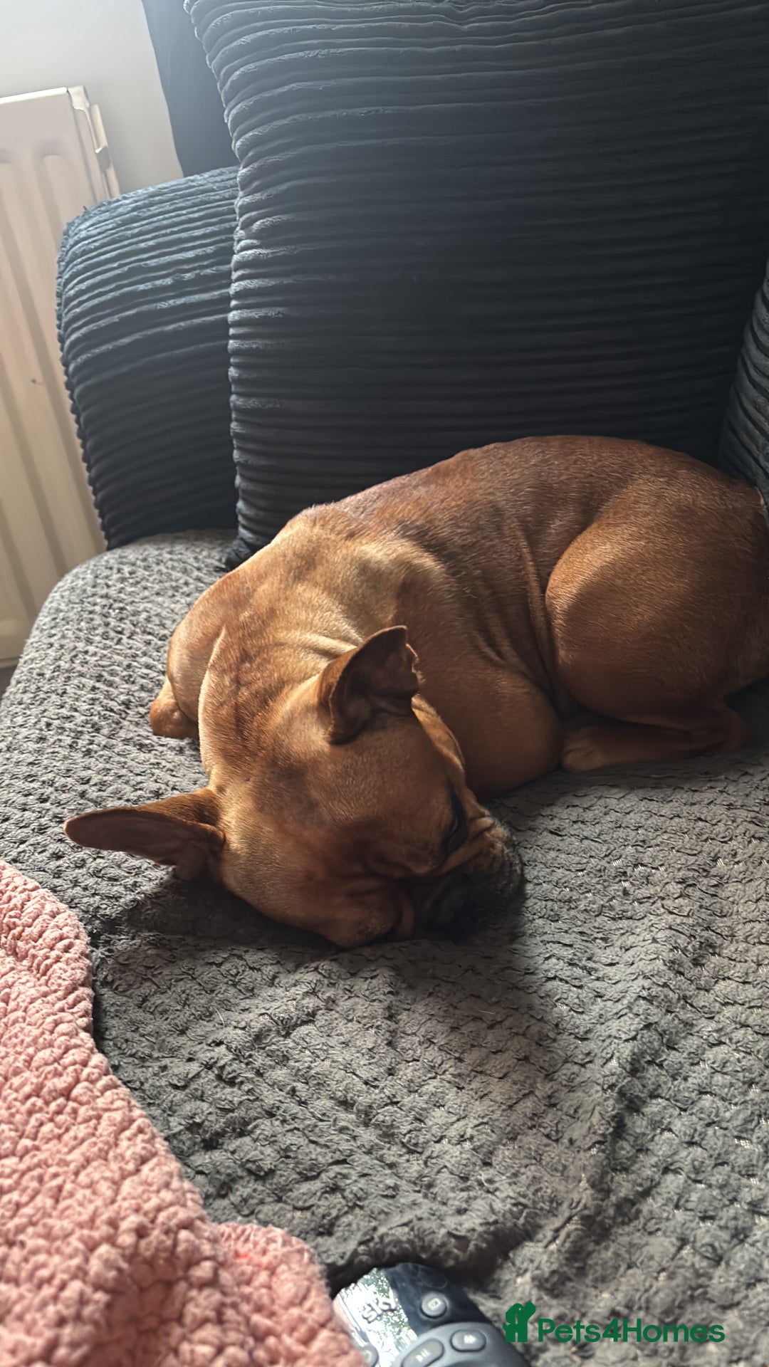 French Bulldog dogs for sale: lupo the french bulldog  - Advert 6