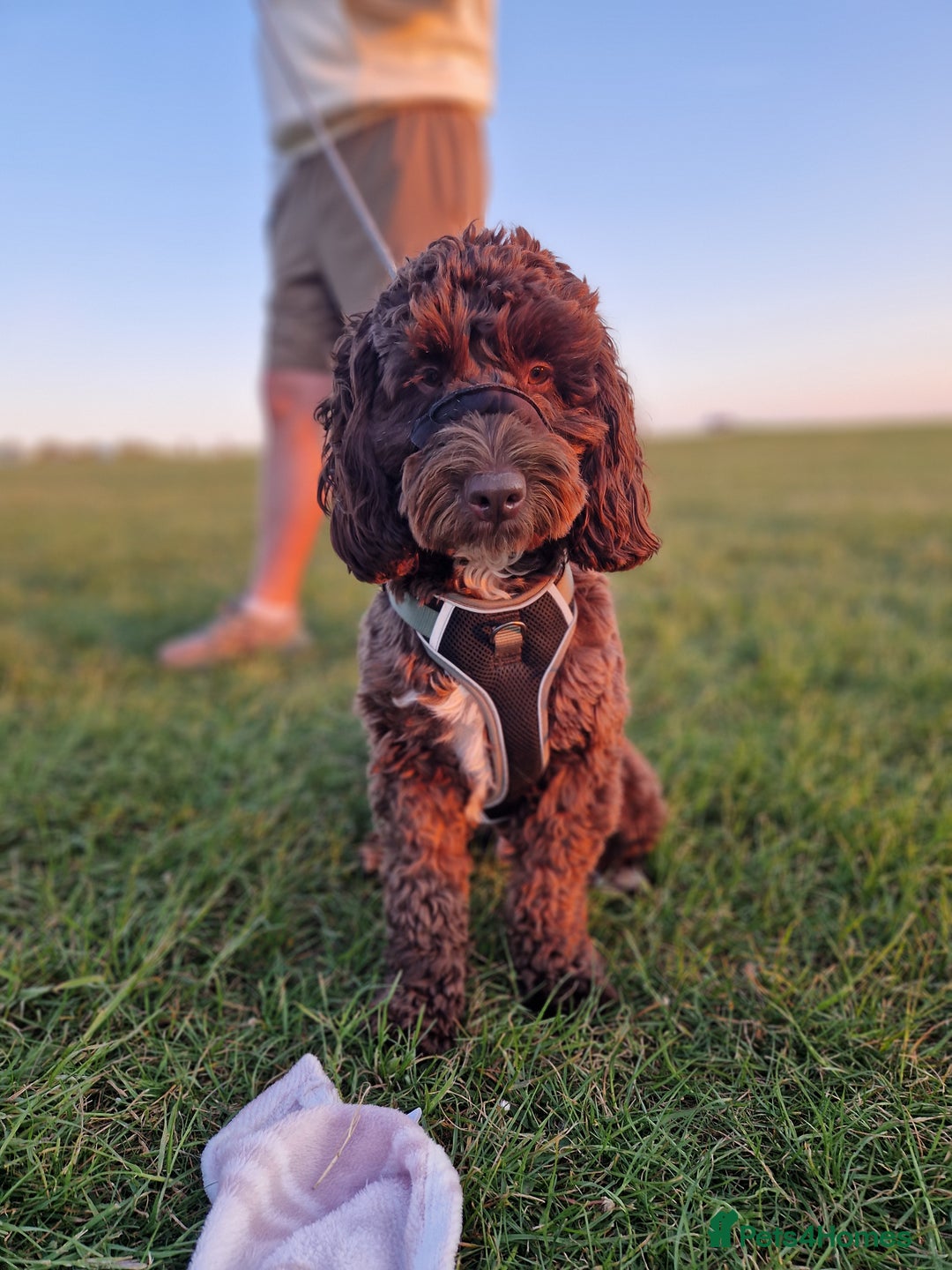 Cockapoo dogs for sale: MALE Cockapoo for sale - Image 8