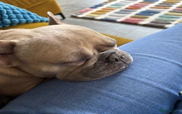 French Bulldog dogs for adoption: Female French bulldog  - Image 1