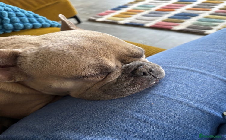 French Bulldog dogs - Advert 1