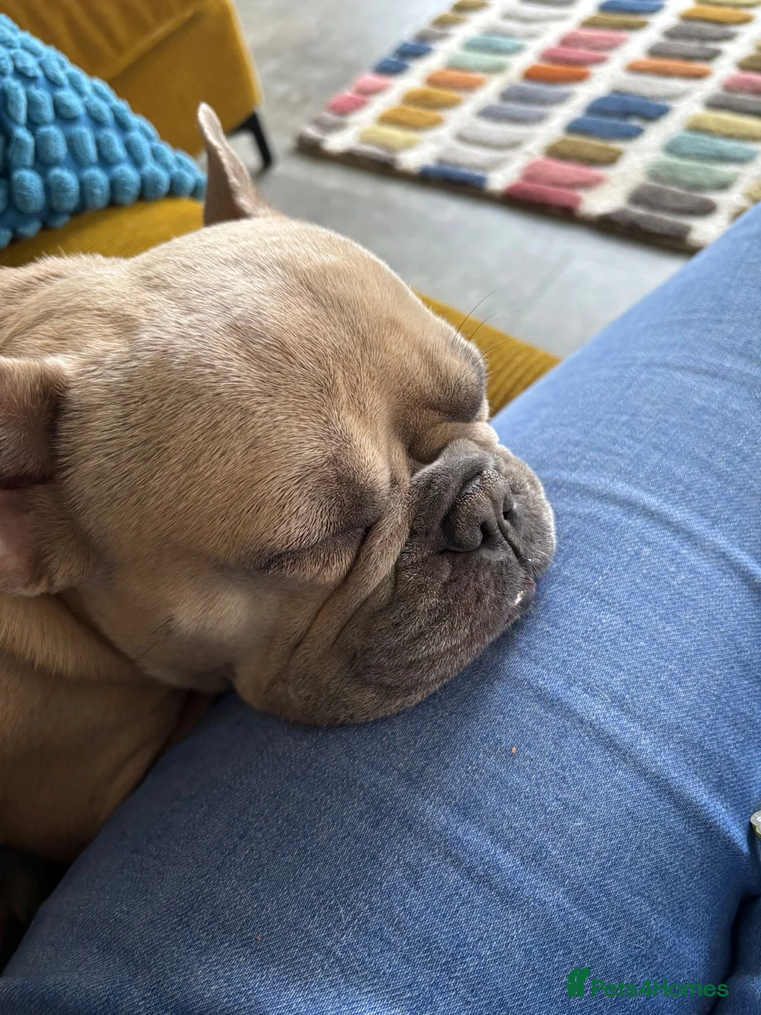 French Bulldog dogs for adoption: Female French bulldog  - Advert 1