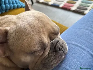 French Bulldog dogs Female French bulldog - Advert 3