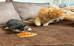Domestic Shorthair cats for sale: 2 x male kittens  - Image 4