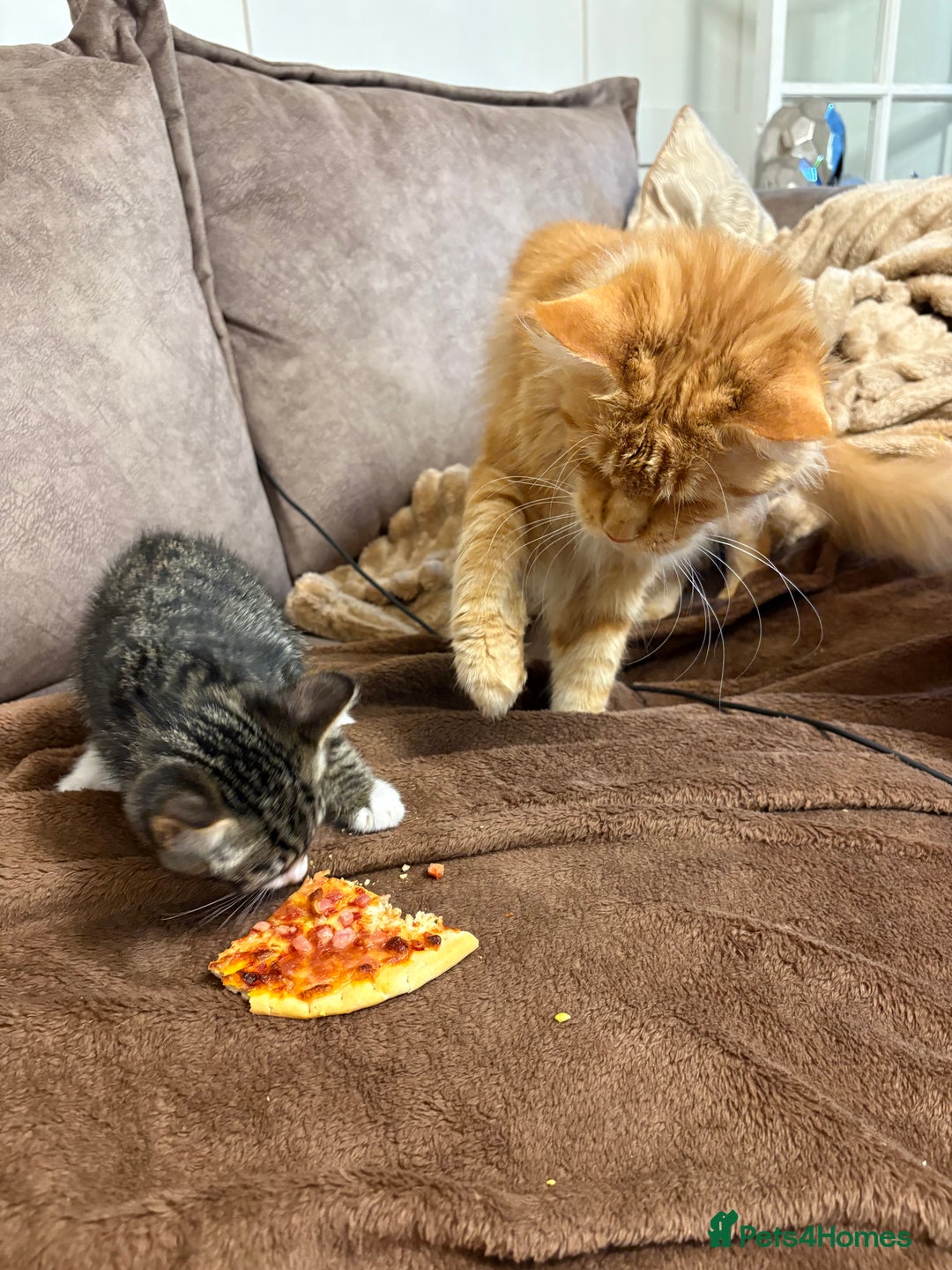 Domestic Shorthair cats for sale: 2 x male kittens  - Image 4