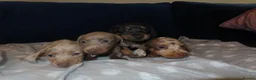 Miniature Dachshund dogs for sale: 4 boy’s beautiful miniature dachshund puppies  - Advert 8