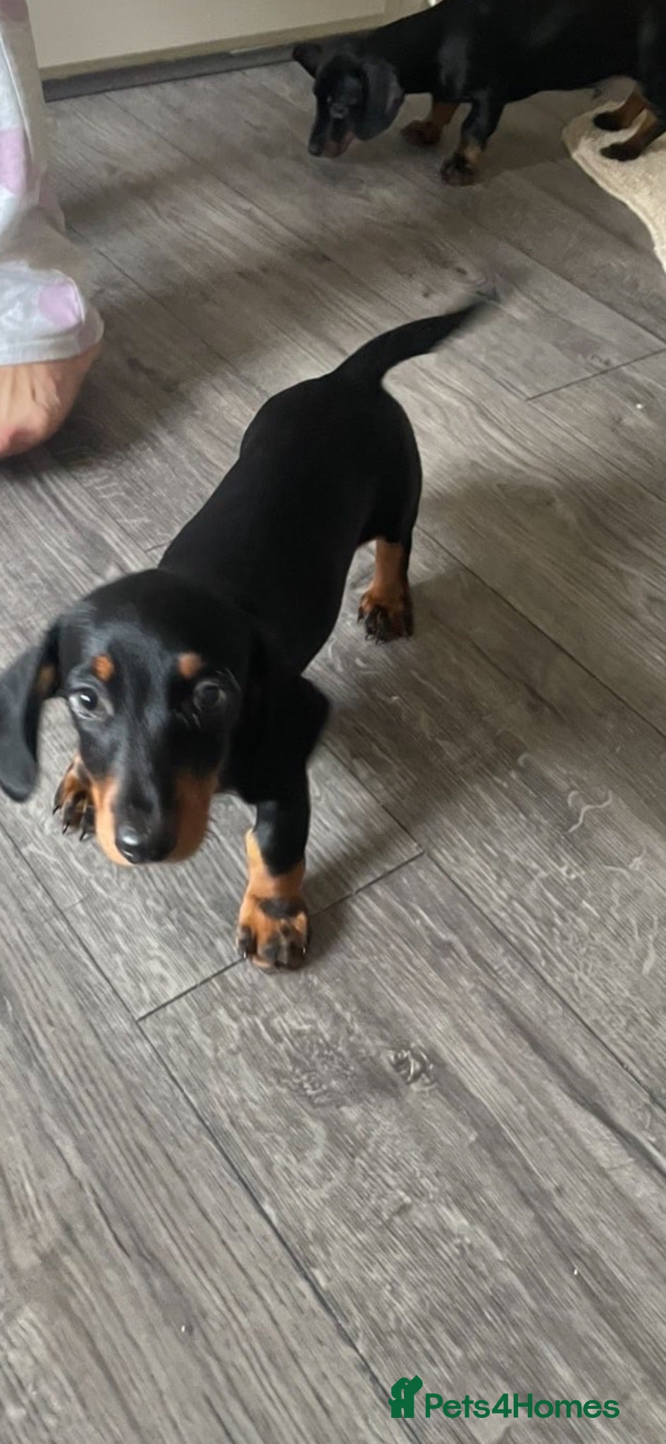 Miniature Dachshund dogs miniature dachshund boys  - Advert 1
