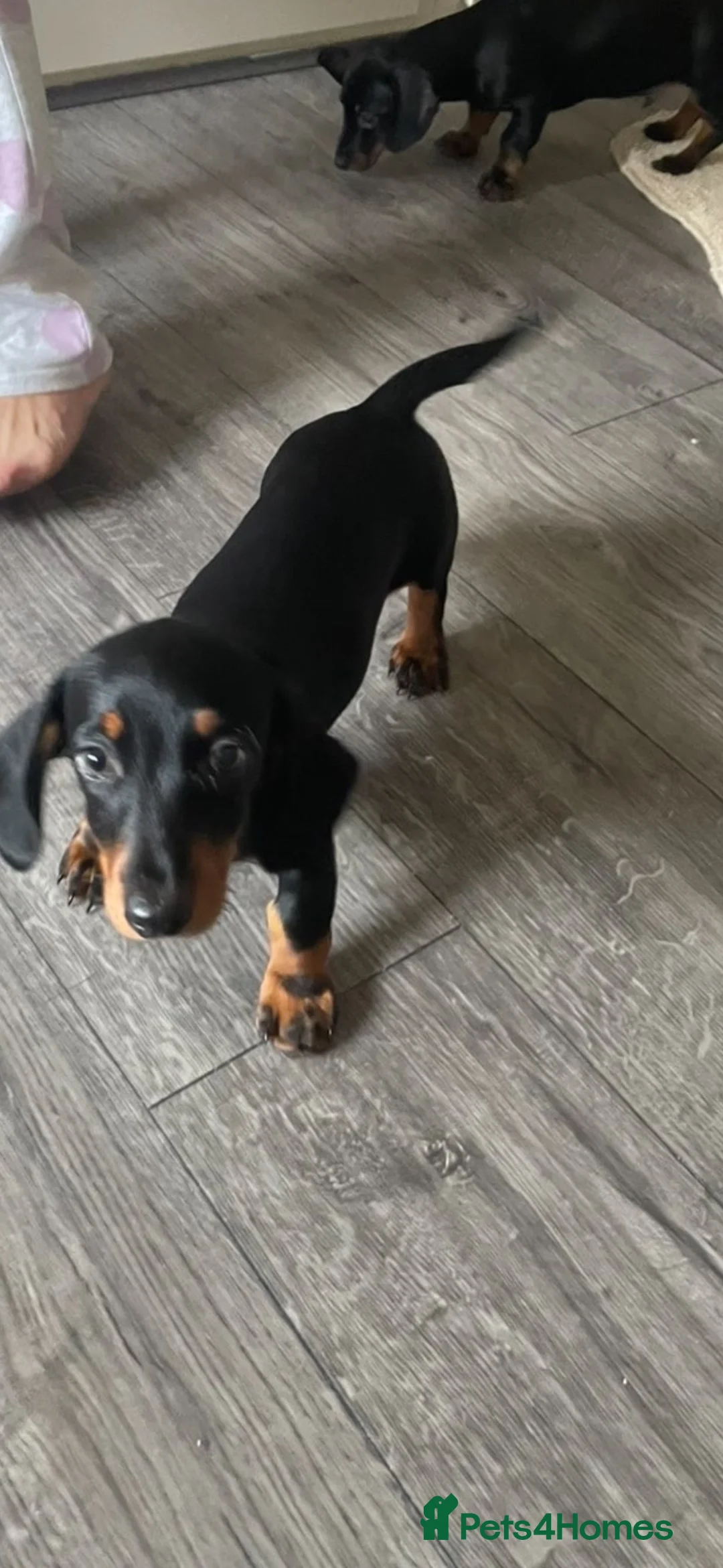 Miniature Dachshund dogs for sale: miniature dachshund boys  - Advert 1