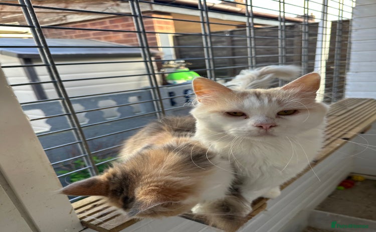 Maine Coon cats - Advert 2
