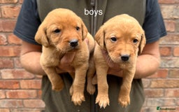 Labrador Retriever dogs for sale: KC Registered Labrador Puppies - Image 4
