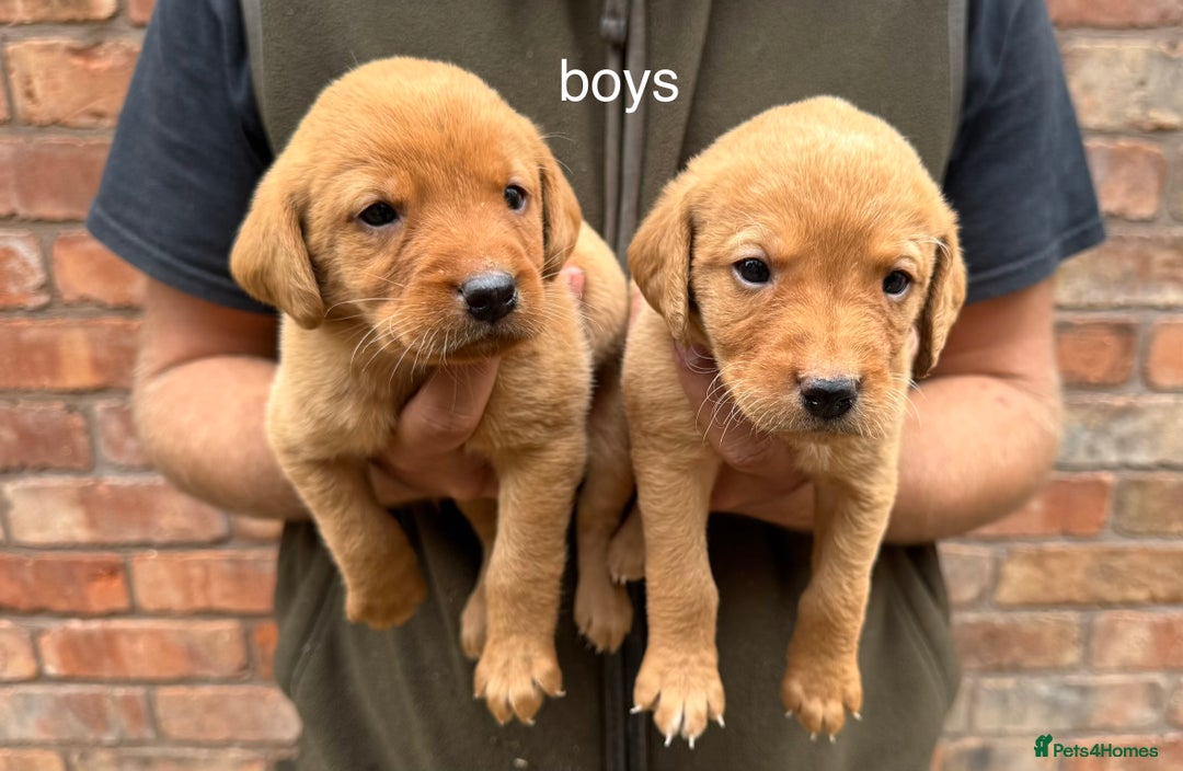 Labrador Retriever dogs for sale: KC Registered Labrador Puppies - Image 4